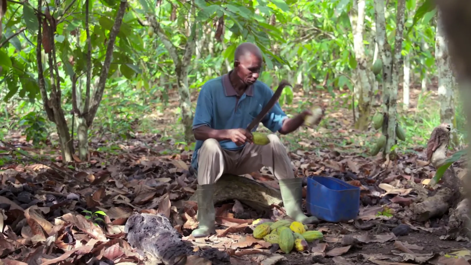 Farmer opening cocoa pods by hand at harvest