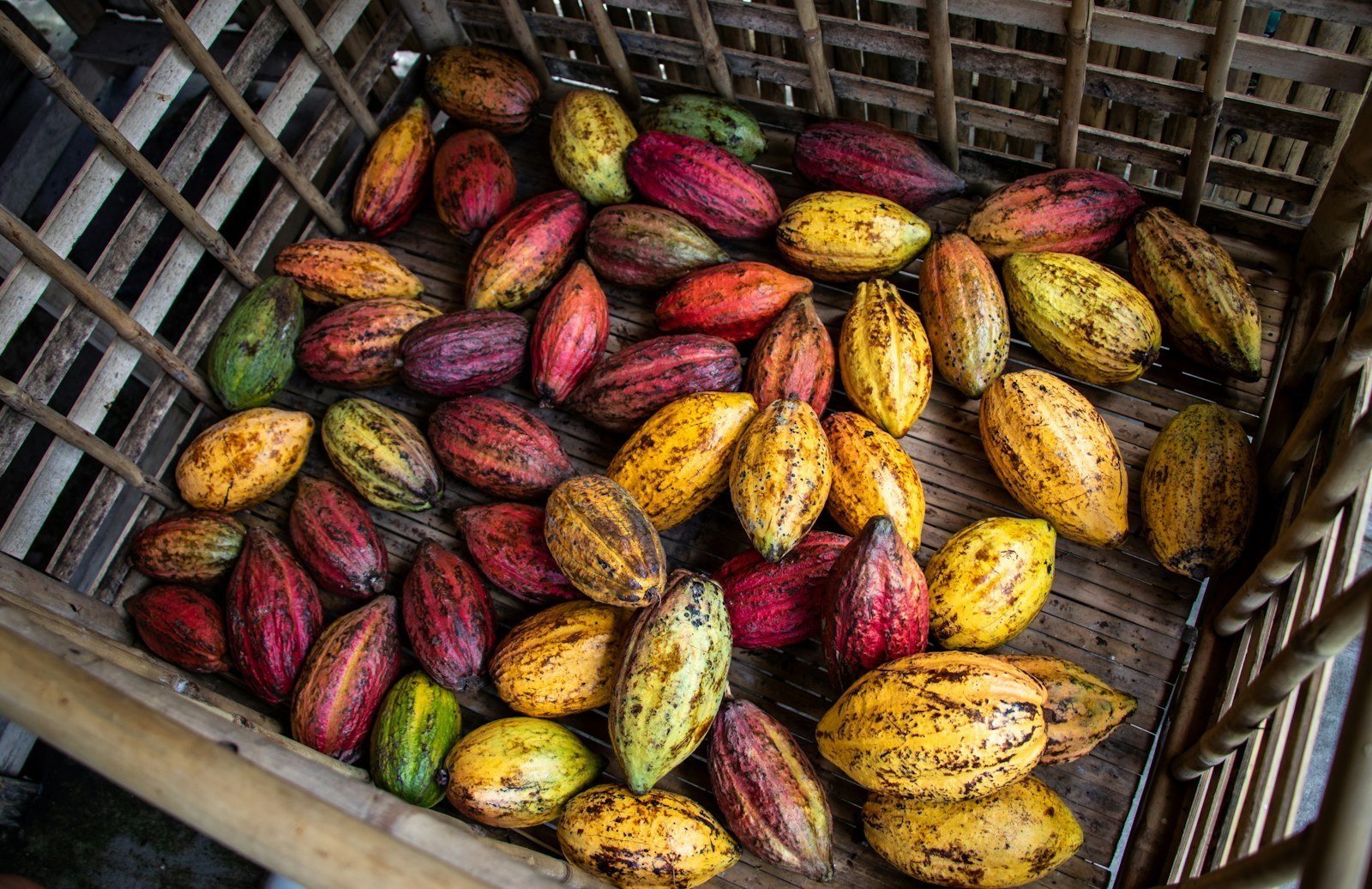 Harvested cocoa pods ready for opening and fermentation