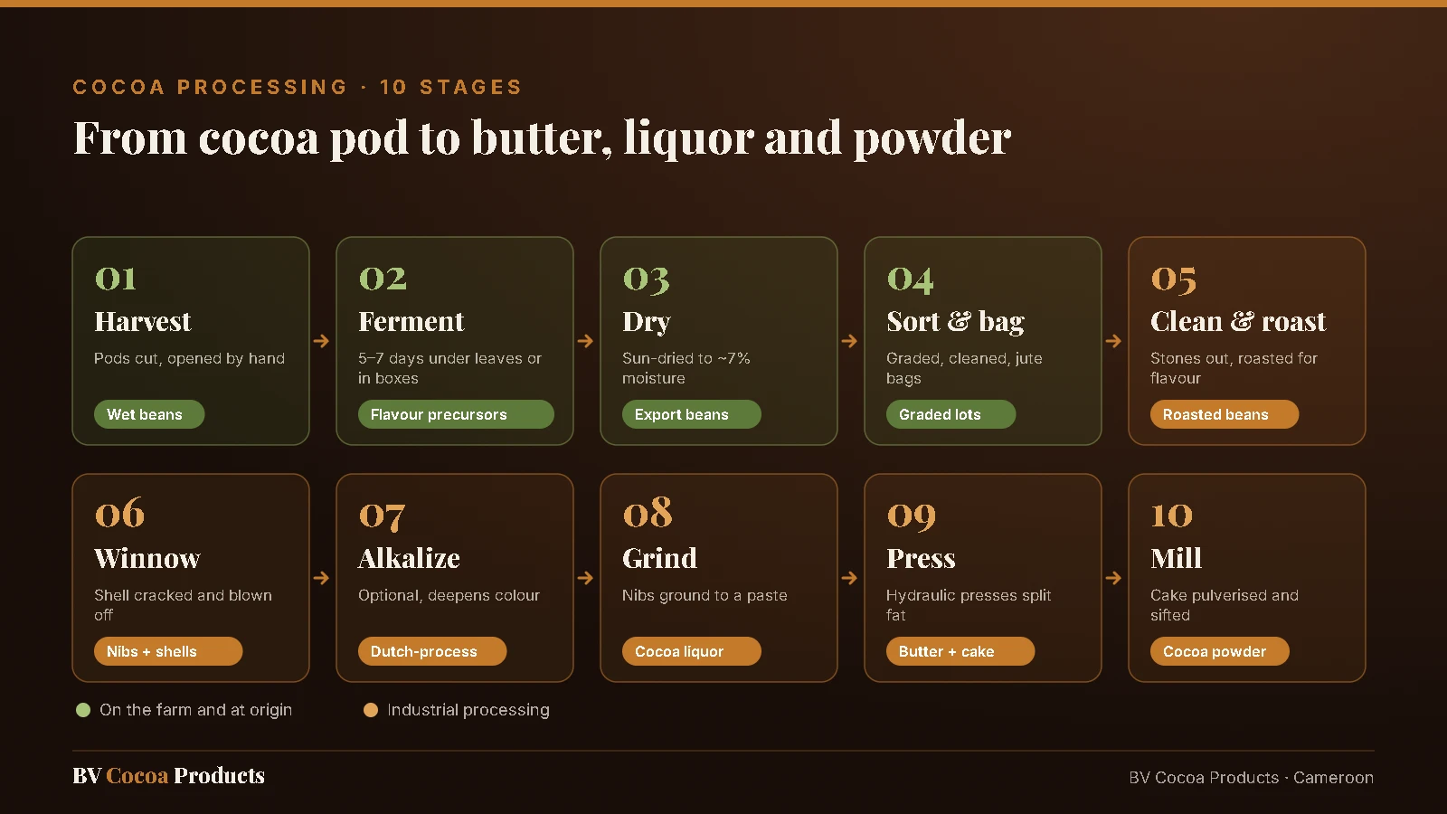 Cocoa processing infographic in 10 stages: harvest, fermentation, drying, sorting, roasting, winnowing, alkalizing, grinding into cocoa liquor, pressing into cocoa butter and cake, milling into cocoa powder