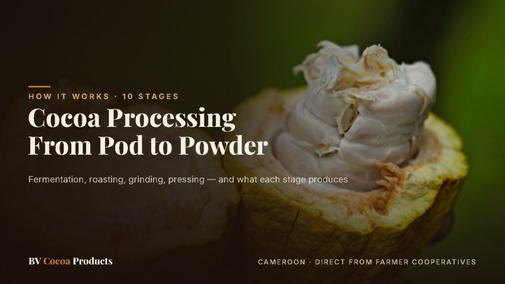 Opened cocoa pod showing fresh beans — cocoa processing from pod to powder