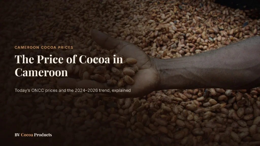 Hand holding dried cocoa beans: the price of cocoa in Cameroon
